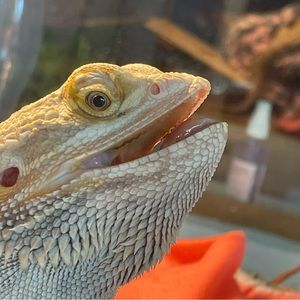 Meet your Posher, Leah